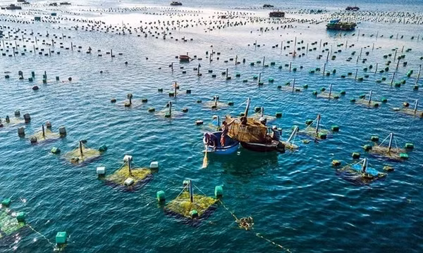 Vietnam promueve acuicultura marina por desarrollo sostenible ảnh 1