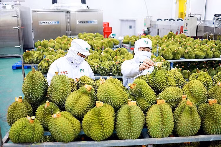 Exportación de verduras y frutas apunta a cuatro mil millones de dólares en 2023 ảnh 2
