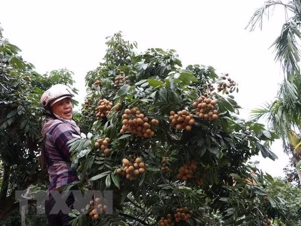 Producción agrícola en provincia vietnamita de Hai Duong crece 7,8 por ciento ảnh 1 Producción agrícola en provincia vietnamita de Hai Duong crece 7,8 por ciento ảnh 1