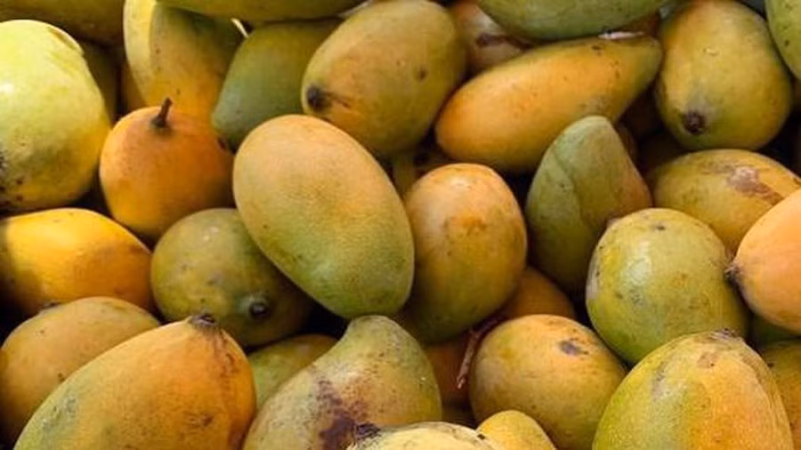 Camboya exportará 500 mil toneladas de mango a China ảnh 1