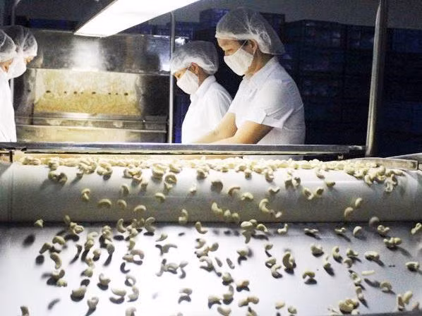 Exportaciones de anacardos de Vietnam crecen en los primeros cinco meses ảnh 1