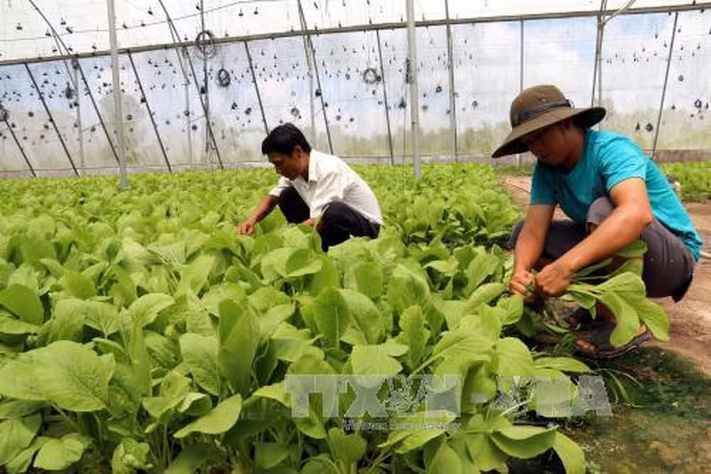 Ministerio de Camboya firma acuerdo sobre desarrollo de vegetales con empresa japonesa ảnh 1