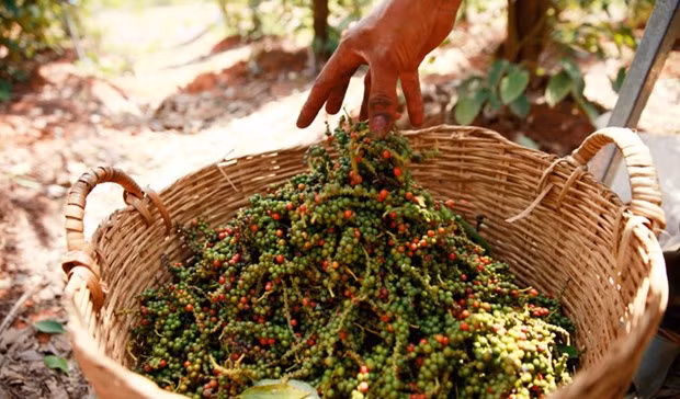 Precio de pimienta camboyana aumenta debido a fuerte demanda de Vietnam ảnh 1 Precio de pimienta camboyana aumenta debido a fuerte demanda de Vietnam ảnh 1