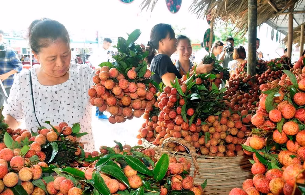 Cadena de producción y consumo de productos agrícolas en Hanoi ảnh 1 Cadena de producción y consumo de productos agrícolas en Hanoi ảnh 1