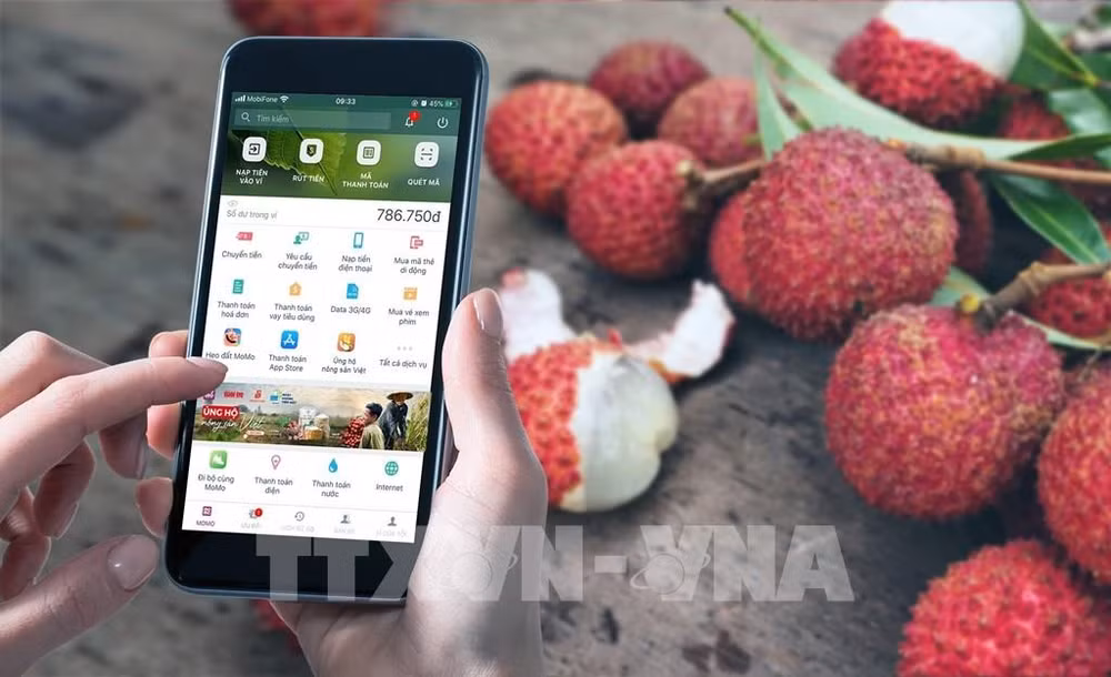 Comercializan con éxito ocho toneladas de lichi vietnamita en billetera digital ảnh 1 Comercializan con éxito ocho toneladas de lichi vietnamita en billetera digital ảnh 1
