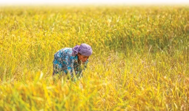 Banco Mundial respalda al programa de otorgamiento de tierras en Camboya ảnh 1