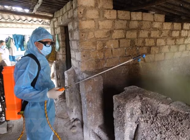 Refuerzan medidas para prevenir la peste porcina africana en 19 provincias vietnamitas ảnh 1 Refuerzan medidas para prevenir la peste porcina africana en 19 provincias vietnamitas ảnh 1