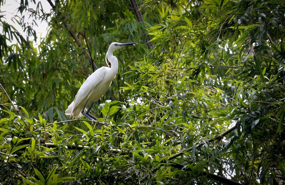 Vietnam se clasifica a la lista de países con alta biodiversidad en el mundo ảnh 1