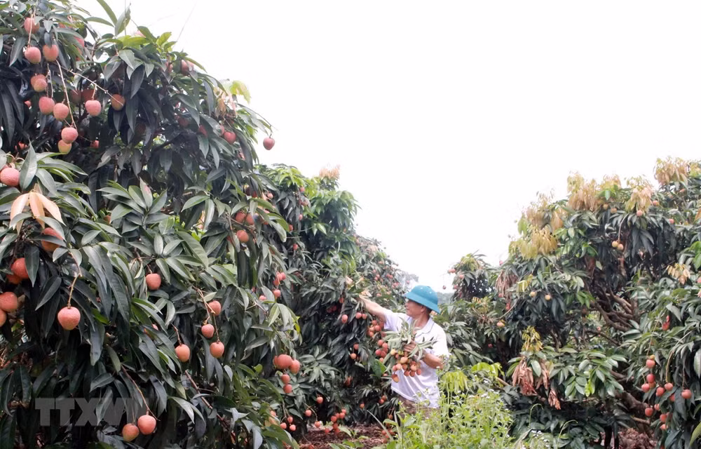 Provincia vietnamita de Bac Giang por promover la agricultura de alta tecnología ảnh 1