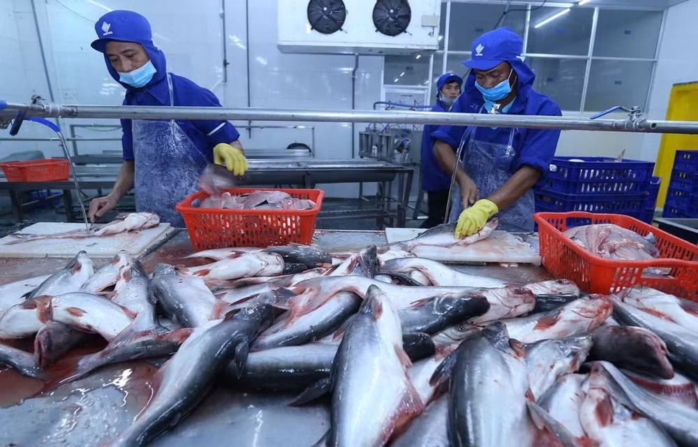 Caen exportaciones de pescado Tra en los primeros 5 meses de 2020 ảnh 1