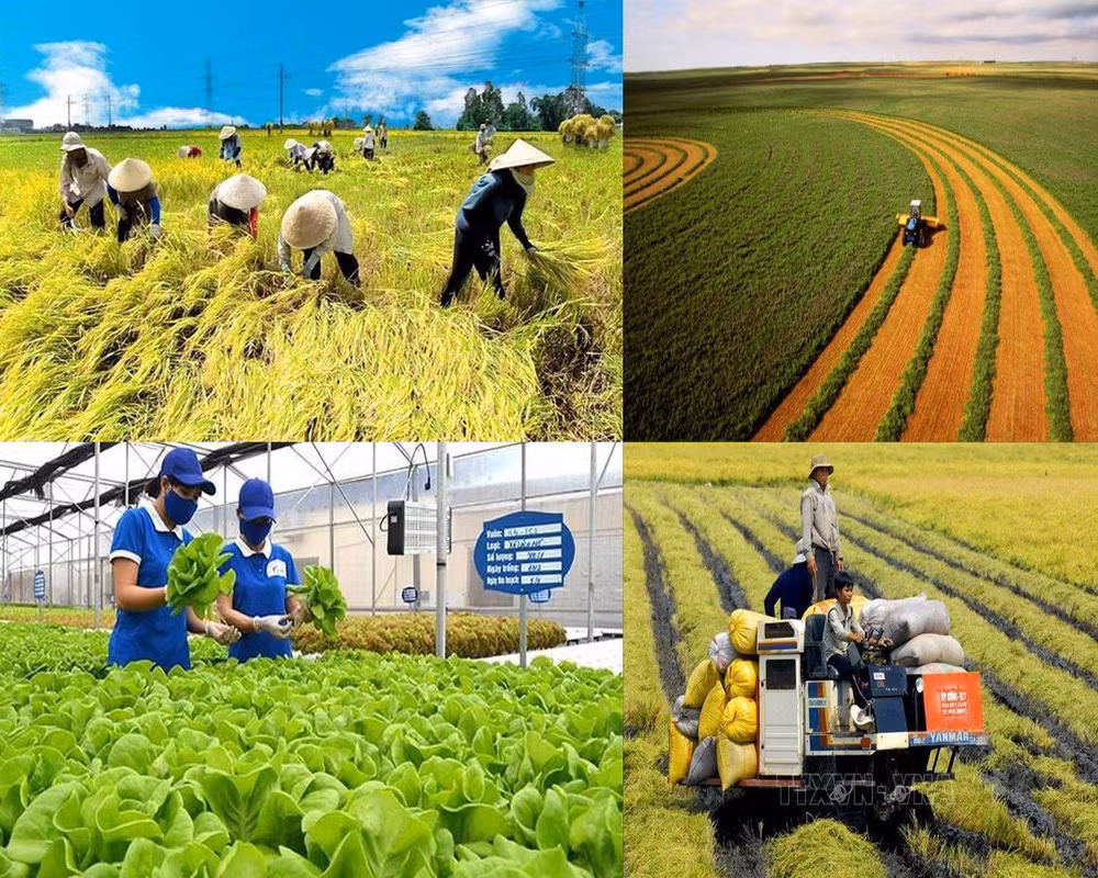  Hanoi aprueba resolución sobre políticas para desarrollo agrícola y rural ảnh 1