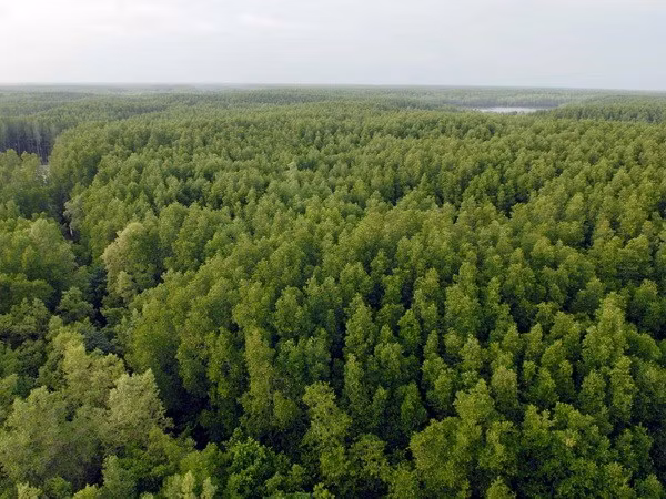 Buscan convertir a Can Gio en área urbana ecológica de Vietnam ảnh 1