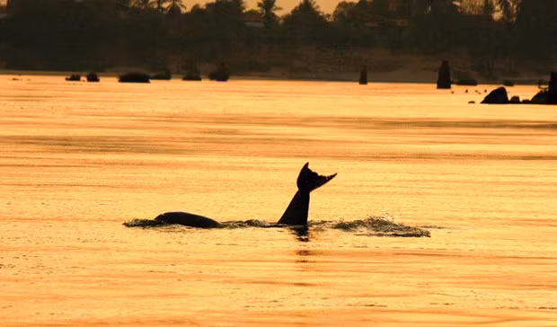 Camboya nomina cuatro zonas de conservación de delfines a la lista de la UNESCO ảnh 1 Camboya nomina cuatro zonas de conservación de delfines a la lista de la UNESCO ảnh 1