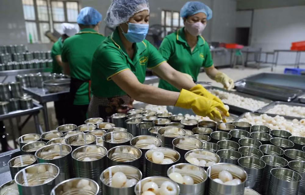 Aceleran cuarentena para frutas vietnamitas exportadas a EE.UU. ảnh 1 Aceleran cuarentena para frutas vietnamitas exportadas a EE.UU. ảnh 1