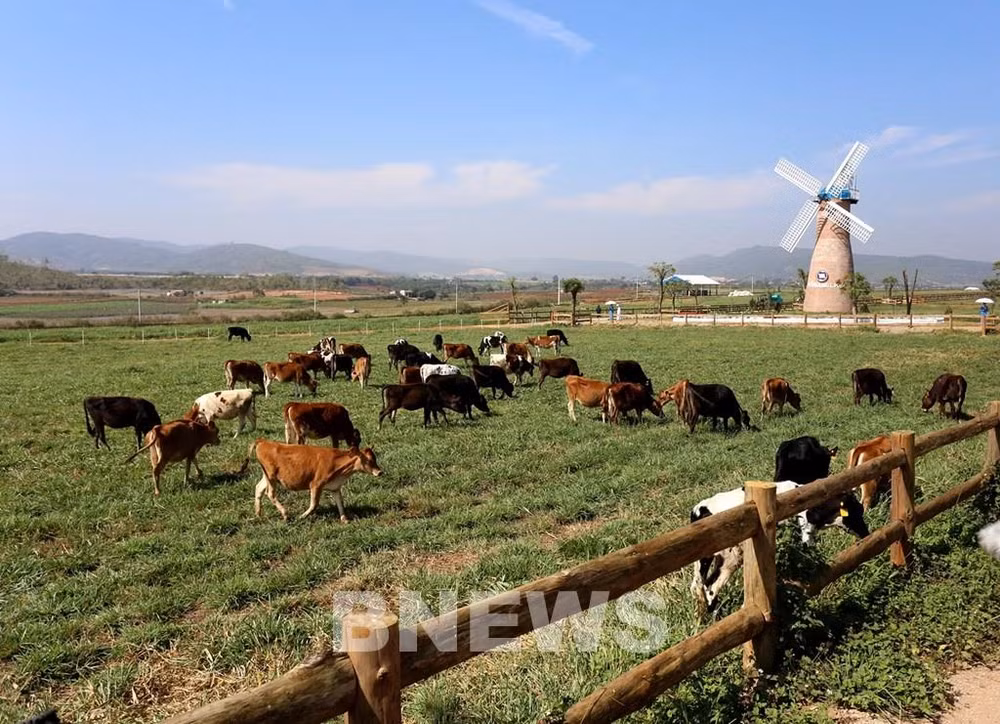 Vinamilk proyecta expandir las granjas de vacas lecheras ảnh 1