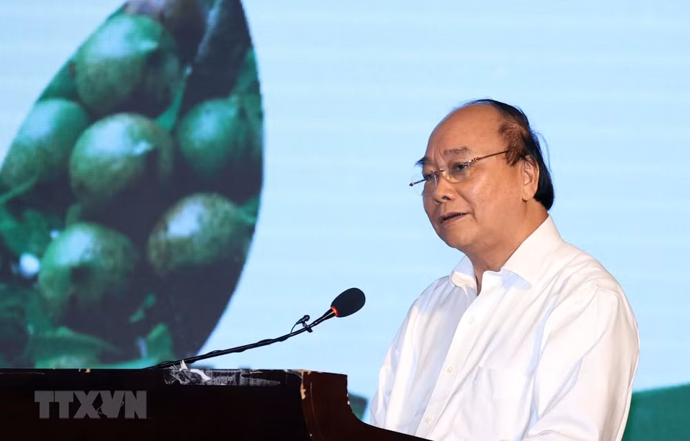 Premier de Vietnam exige mayores esfuerzos para garantizar cultivo eficiente de macadamia ảnh 1 Premier de Vietnam exige mayores esfuerzos para garantizar cultivo eficiente de macadamia ảnh 1