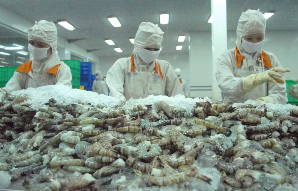Vietnam, segundo mayor exportador de camarón del mundo ảnh 1