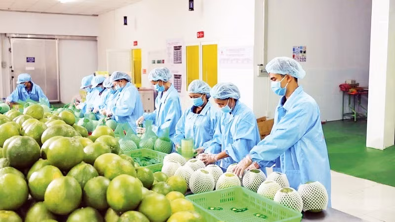 Promueven exportaciones agroforestales-pesqueras de Vietnam a Europa ảnh 1