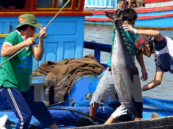 Atún vietnamita está presente en 79 mercados extranjeros ảnh 1 Atún vietnamita está presente en 79 mercados extranjeros ảnh 1