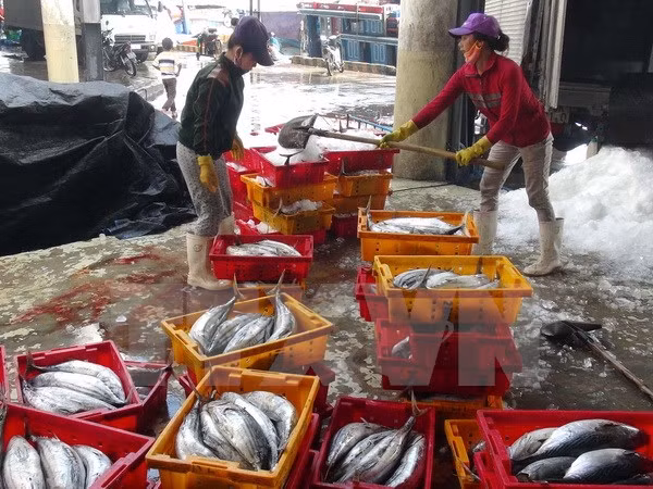 Thua Thien-Hue aumenta rendimiento de producción de mariscos tras incidente ambiental ảnh 1