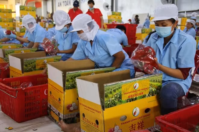 Japón financiará proyecto de desarrollo de agricultura orgánica en Vietnam ảnh 1