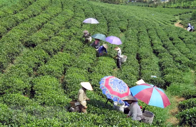 Celebran Festival “Aroma del té de primavera” en Thai Nguyen ảnh 1