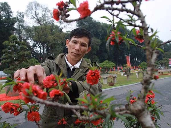 El placer de cuidar árboles de melocotón en Vietnam ảnh 1
