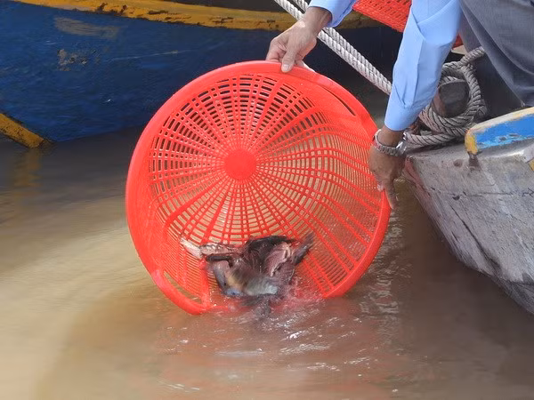 Liberan en Hanoi peces en motivo del Año Nuevo Lunar ảnh 1