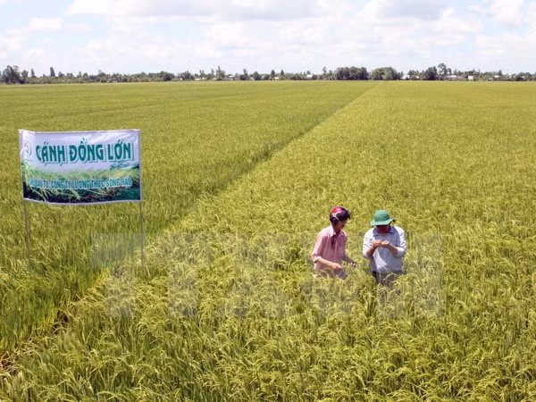 Honran en Vietnam 100 modelos de cultivo agrícola ảnh 1