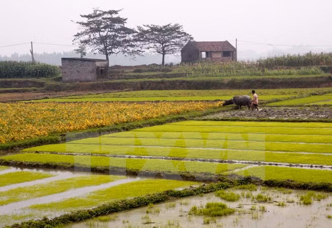 Fomentan integración de agricultura vietnamita ảnh 1 Fomentan integración de agricultura vietnamita ảnh 1
