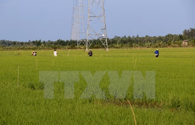 Japón cumplirá compromisos de cooperación agrícola con Vietnam, dice ministro ảnh 1