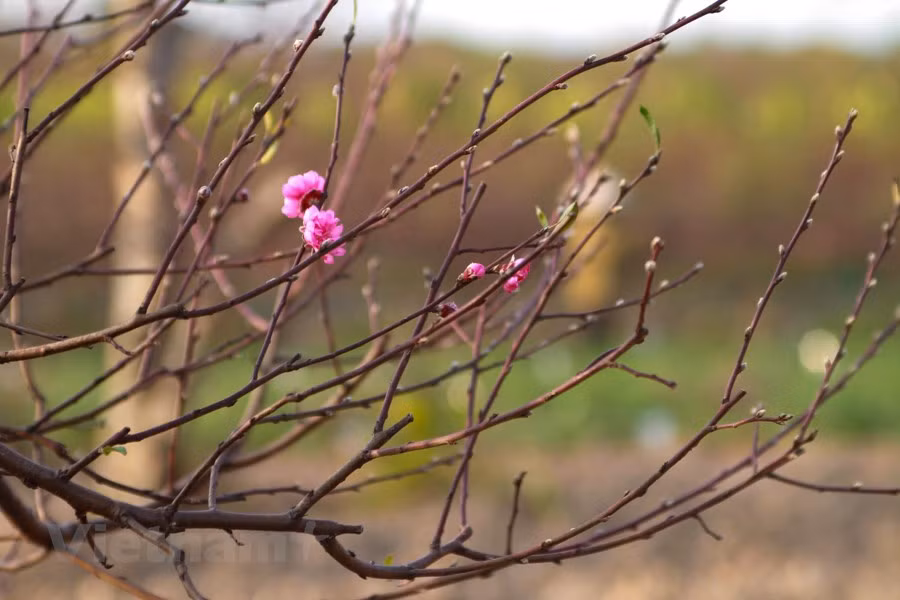 Florecen los melocotones en vísperas del Tet ảnh 4
