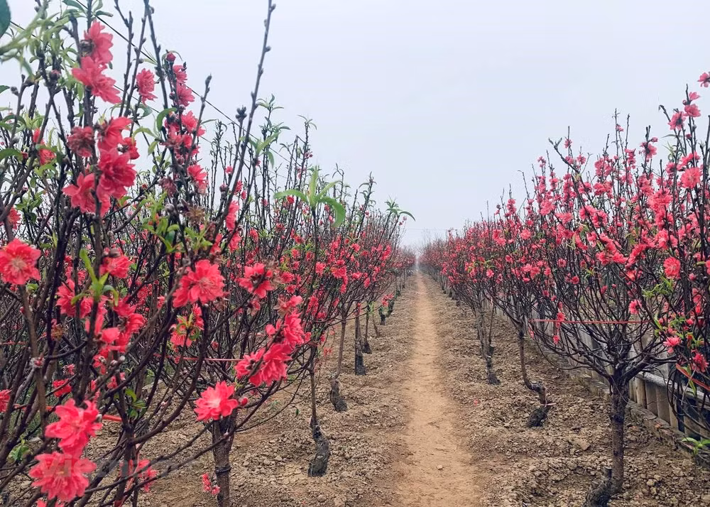 Florecen los melocotones en vísperas del Tet ảnh 3