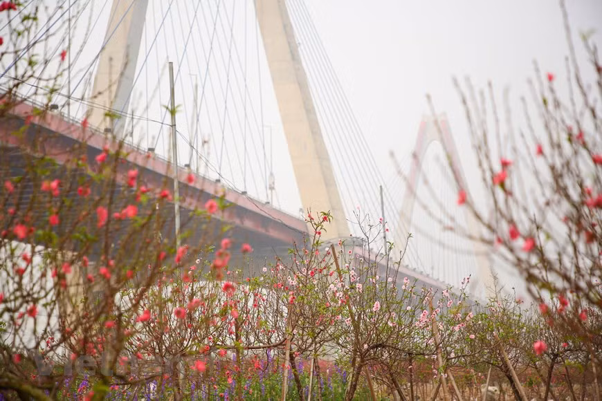 Florecen los melocotones en vísperas del Tet ảnh 1