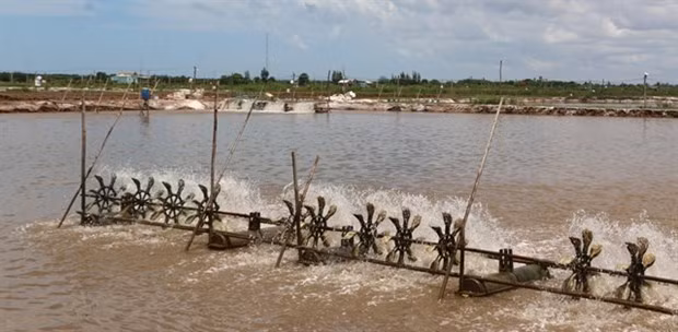 Provincia vietnamita de Bac Lieu otorgará códigos de producción para camaroneras ảnh 1