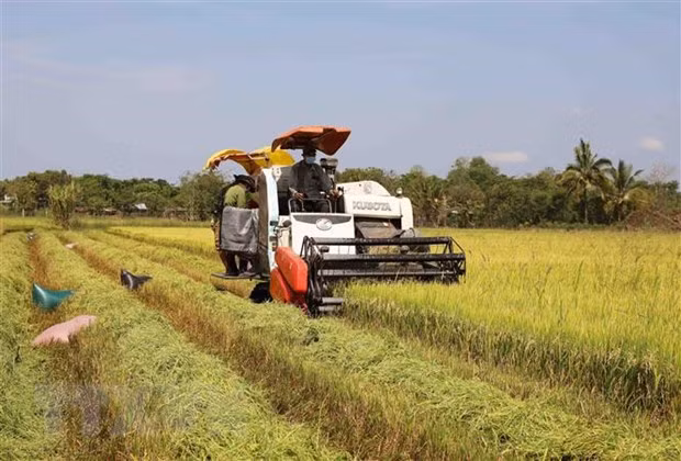 Nuevo paso para llevar marca de arroz vietnamita al mercado mundial ảnh 2