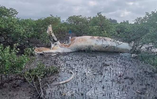 Detectan cadáver de una gran ballena en zona de manglares de Vietnam ảnh 1