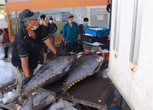 Exportaciones de atún de Vietnam aumentan en el primer semestre ảnh 1 Exportaciones de atún de Vietnam aumentan en el primer semestre ảnh 1