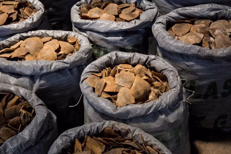 Encarcelados cuatro contrabandistas de escamas de pangolín ảnh 1