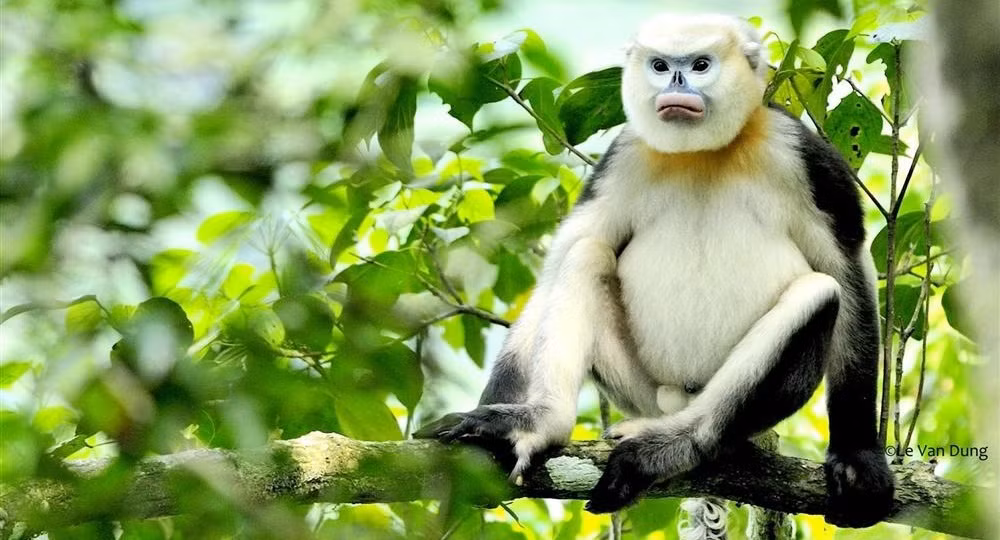 Trabajan por conservación sostenible de los primates endémicos de Vietnam ảnh 1 Trabajan por conservación sostenible de los primates endémicos de Vietnam ảnh 1