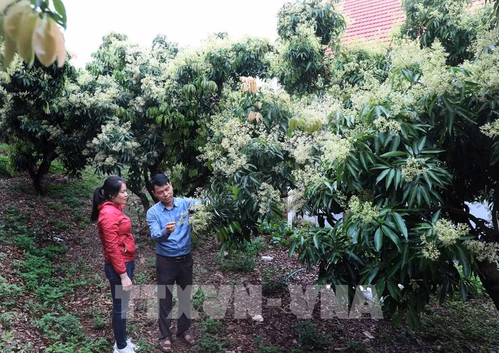 Provincia de Bac Giang apunta a desarrollar productos agrícolas claves ảnh 1