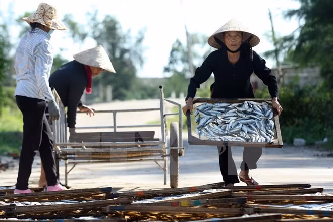 Vietnam enfrascado en solución de consecuencias de incidente ambiental ảnh 1