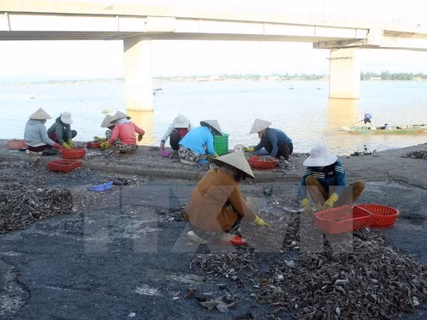 Vietnam: La acuicultura enfrenta desafíos ambientales ảnh 1