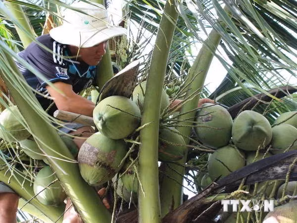 Estudian en Italia experiencias para aumentar valor del coco vietnamita ảnh 1