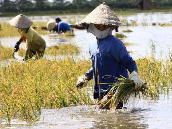 Impulsan agricultura con adaptación al cambio climático en Vietnam ảnh 1