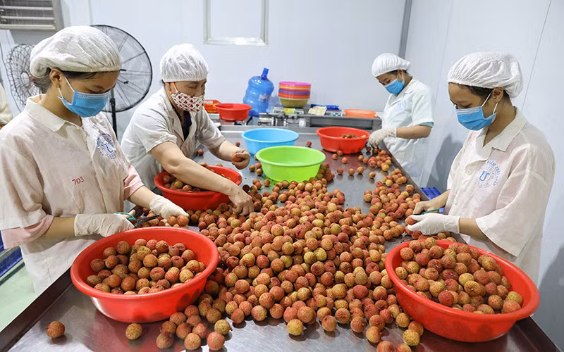 Vietnam trabaja por impulsar las exportaciones frutales ảnh 1