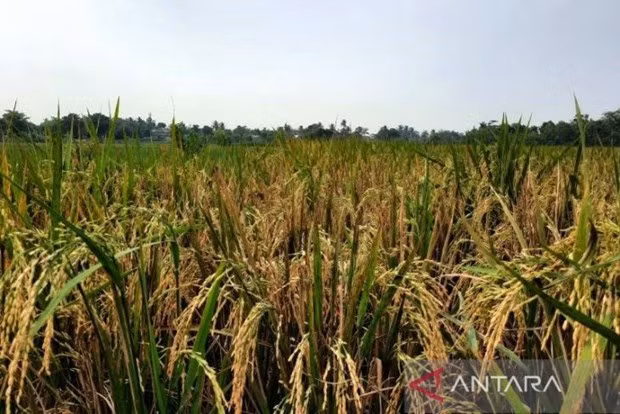Gobierno indonesio recomienda mantener las importaciones de arroz ảnh 1