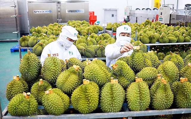 Vietnam trabaja por impulsar las exportaciones frutales ảnh 2