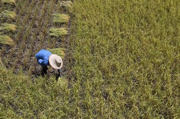 Producción de arroz tailandesa disminuirá por El Niño ảnh 1 Producción de arroz tailandesa disminuirá por El Niño ảnh 1