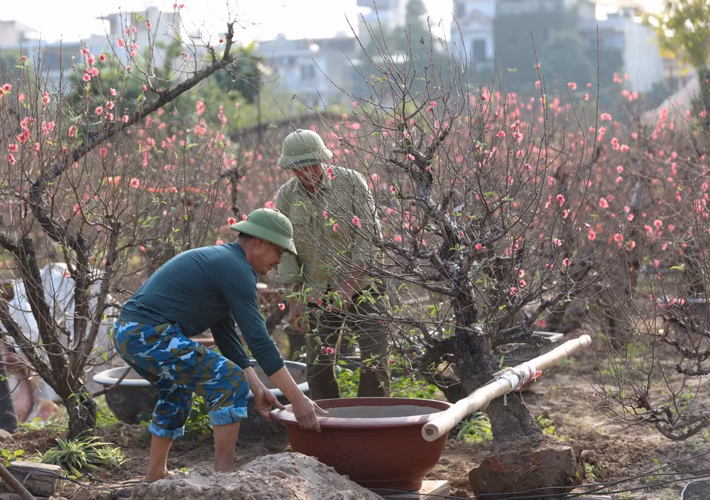  Aldea de melocotón Nhat Tan en Hanoi ocupada en la temporada del Tet ảnh 1